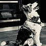 Hélios a rejoint le concours — aidez-le/la à gagner de superbes lots ! dog, bandana, sitting, floor, oven, kitchen, fur, pet, domestic_animal, black_and_white, wooden_floor, appliance, animal, canine, indoor, household, side_view, looking_up, furry, domestic