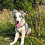 Hélios participe au concours pour gagner de l'argent avec cette photo : dog, animal, outdoor, grass, nature, pet, canine, happy, tongue_out, fur, leash, collar, sunlight, greenery, field, ears, sitting, summer, playful, portrait