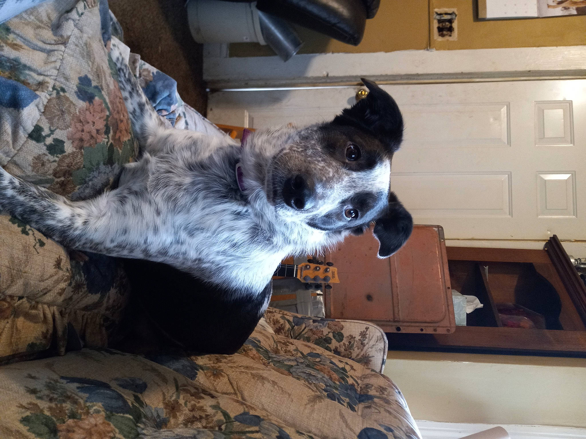 Freedom joined the competition — help win amazing prizes! australian_cattle_dog, cabinetry, carnivore, companion_dog, dog, dog_breed, door, felidae, fur, kitchen_appliance, small_to_medium_sized_cats, snout, sporting_group, tail, terrestrial_animal, wall_plate, whiskers, window, wood, working_animal