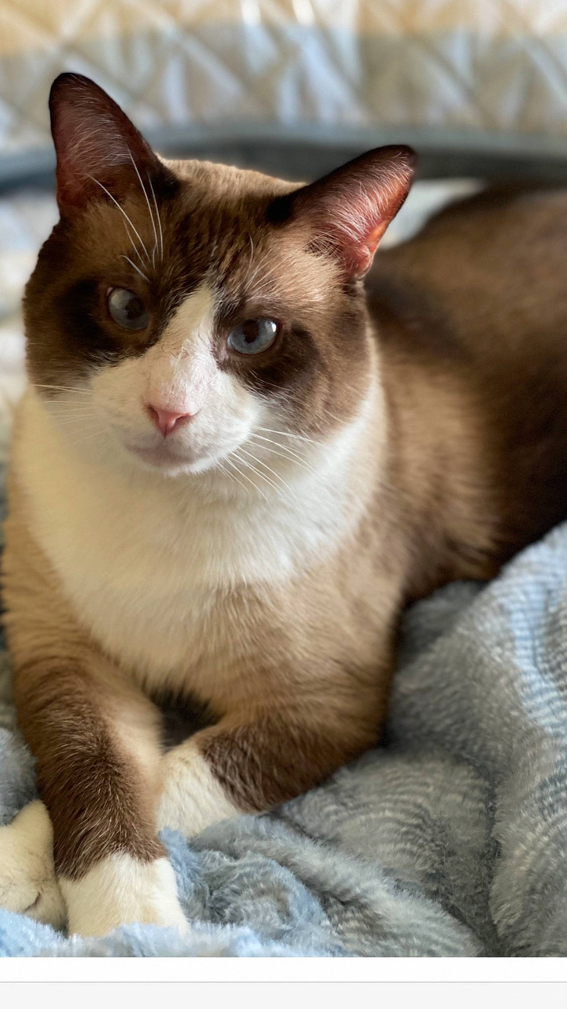 Blue Whiskers joined the competition — help win amazing prizes! carnivore, cat, domestic_short_haired_cat, felidae, fur, small_to_medium_sized_cats, snout, whiskers