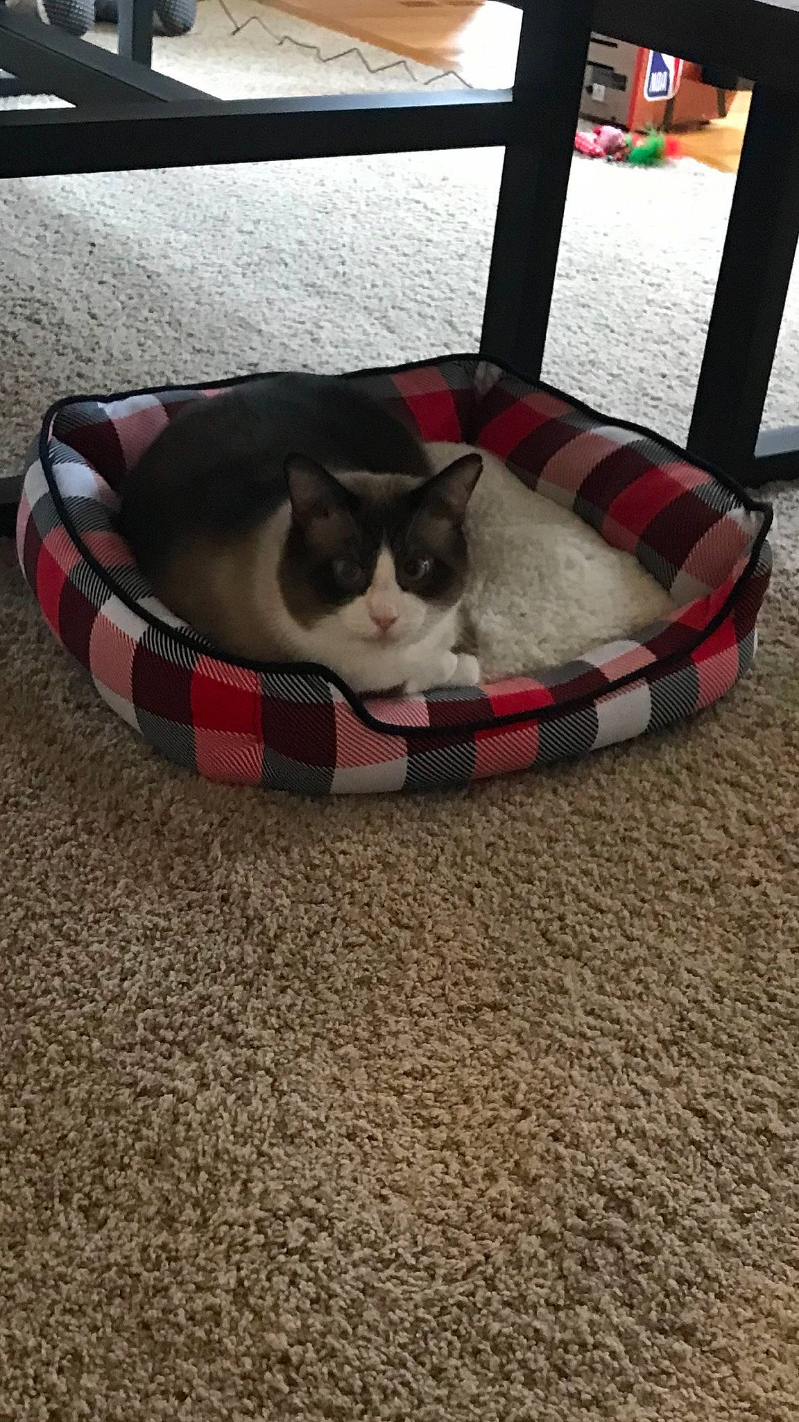 Blue Whiskers joined the competition — help win amazing prizes! bag, carnivore, cat, cat_bed, cat_supply, comfort, companion_dog, domestic_short_haired_cat, felidae, flooring, grass, grey, hardwood, luggage_and_bags, pet_supply, small_to_medium_sized_cats, snout, tail, whiskers, wood