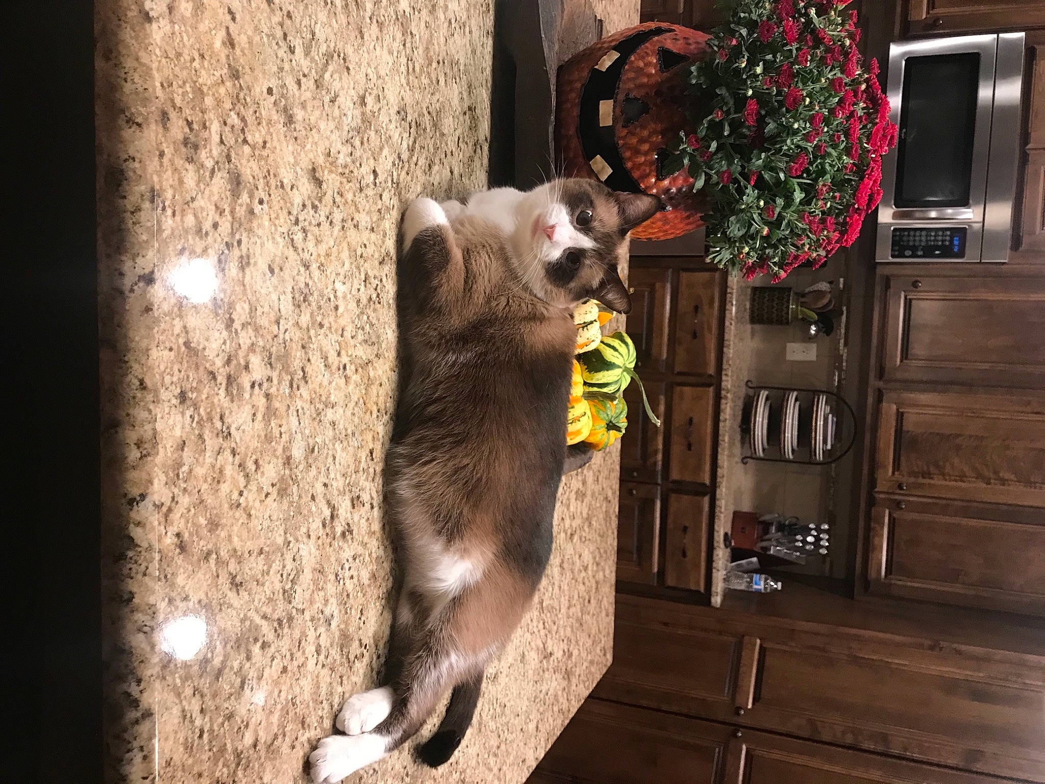 Blue Whiskers is registered to the contest to win money with this photo: cabinetry, canidae, carnivore, cat, chest_of_drawers, dog_breed, domestic_short_haired_cat, door, drawer, fawn, felidae, fur, hardwood, small_to_medium_sized_cats, sporting_group, tail, terrestrial_animal, whiskers, window, wood