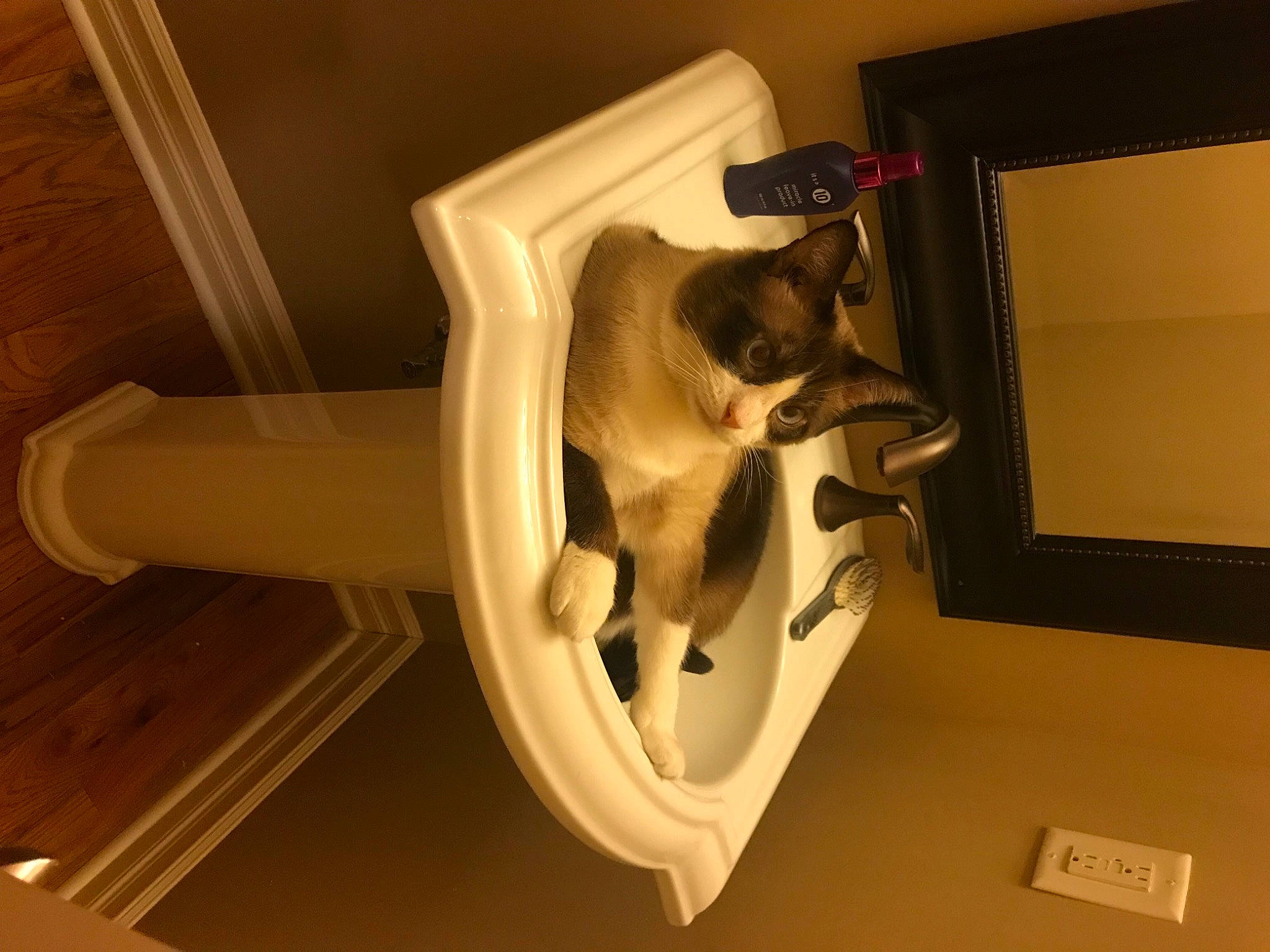 Blue Whiskers joined the competition — help win amazing prizes! canidae, carnivore, cat, cat_supply, comfort, domestic_short_haired_cat, fawn, felidae, flooring, fur, hardwood, mammal, pet_supply, plumbing_fixture, room, small_to_medium_sized_cats, stairs, tail, whiskers, wood