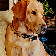 Byson Jr joined the competition — help win amazing prizes! basket, brown, calm, closeup, collar, cushion, dog, eye, fur, id_tag, indoor, labrador, living_room, nose, pet, plant, portrait, sofa, table, whiskers