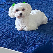 Bella joined the competition — help win amazing prizes! dog, white_dog, small_dog, pet, bow, green_bow, ears, lying_down, bed, quilt, blue_quilt, indoor, cute, fluffy, fur, animal, domestic_animal, resting, cozy, companion