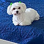 dog, white_dog, small_dog, pet, bow, green_bow, ears, lying_down, bed, quilt, blue_quilt, indoor, cute, fluffy, fur, animal, domestic_animal, resting, cozy, companion