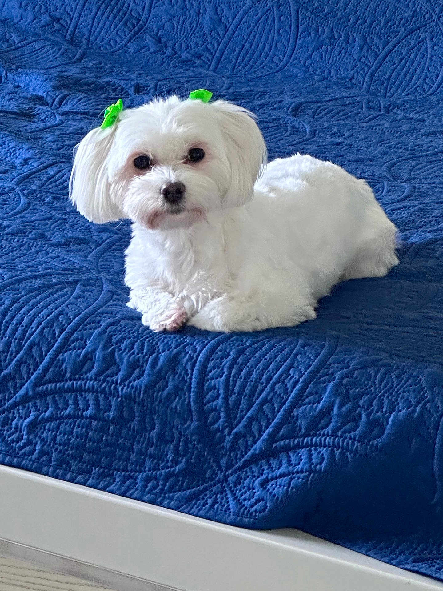 Bella