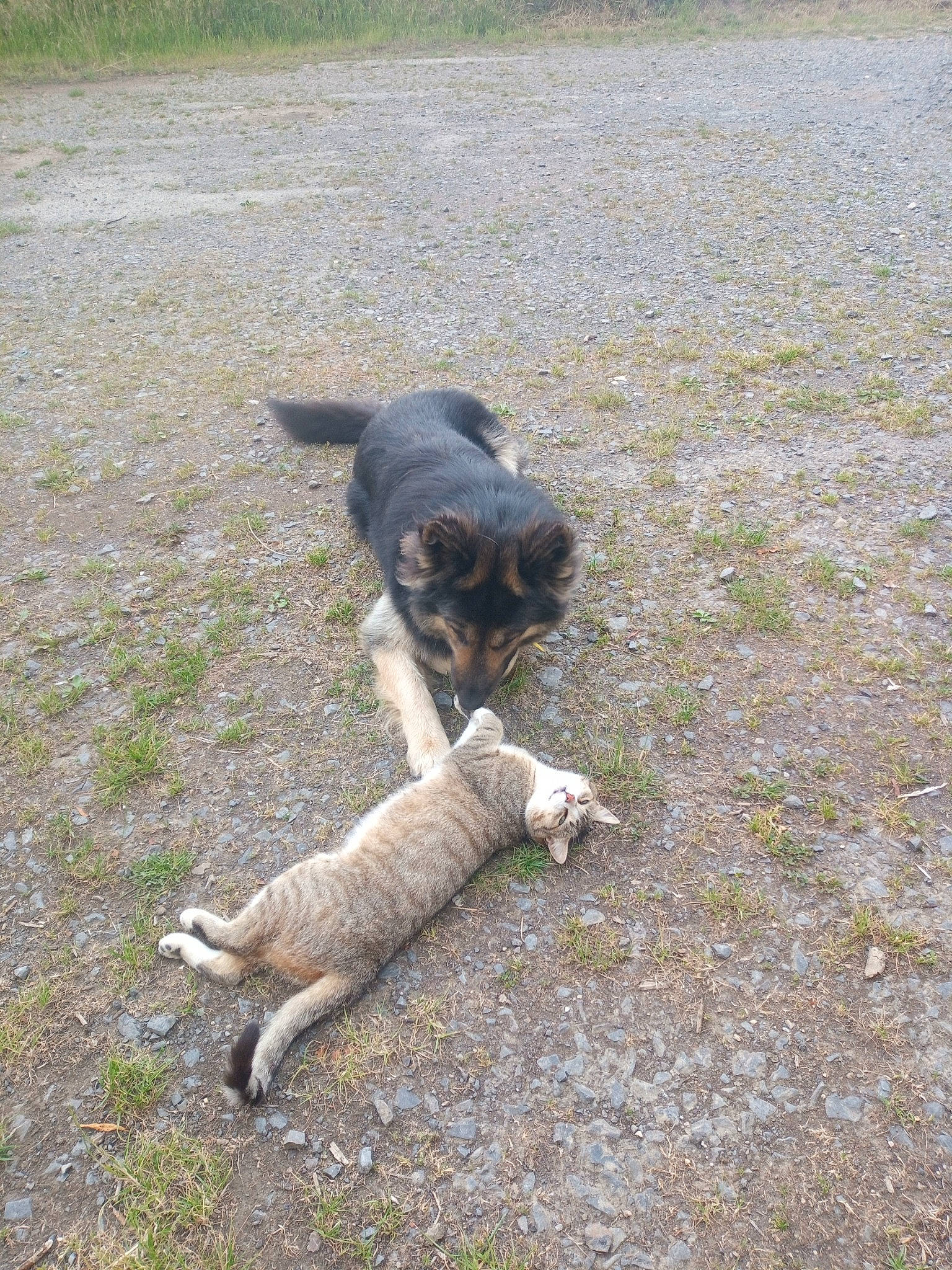 Billy a rejoint le concours — aidez-le/la à gagner de superbes lots ! asphalt, canidae, carnivore, cat, companion_dog, dog, dog_breed, felidae, fur, grass, road_surface, small_to_medium_sized_cats, soil, sporting_group, tail, terrestrial_animal, working_dog