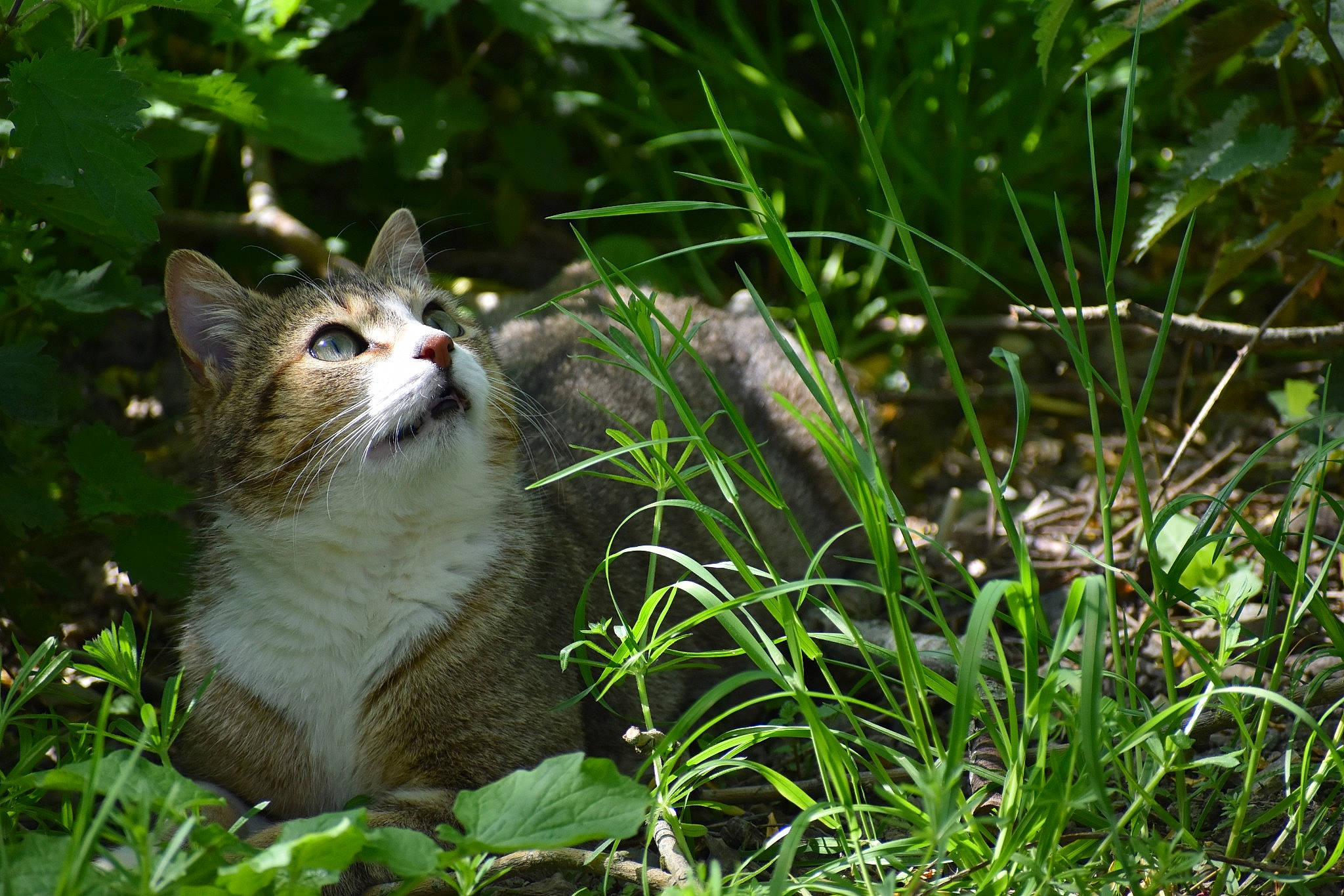 Billy a rejoint le concours — aidez-le/la à gagner de superbes lots ! carnivore, cat, domestic_short_haired_cat, fawn, felidae, fur, grass, grass_family, groundcover, herb, plant, small_to_medium_sized_cats, snout, tail, terrestrial_animal, terrestrial_plant, tree, vegetation, whiskers, wildlife