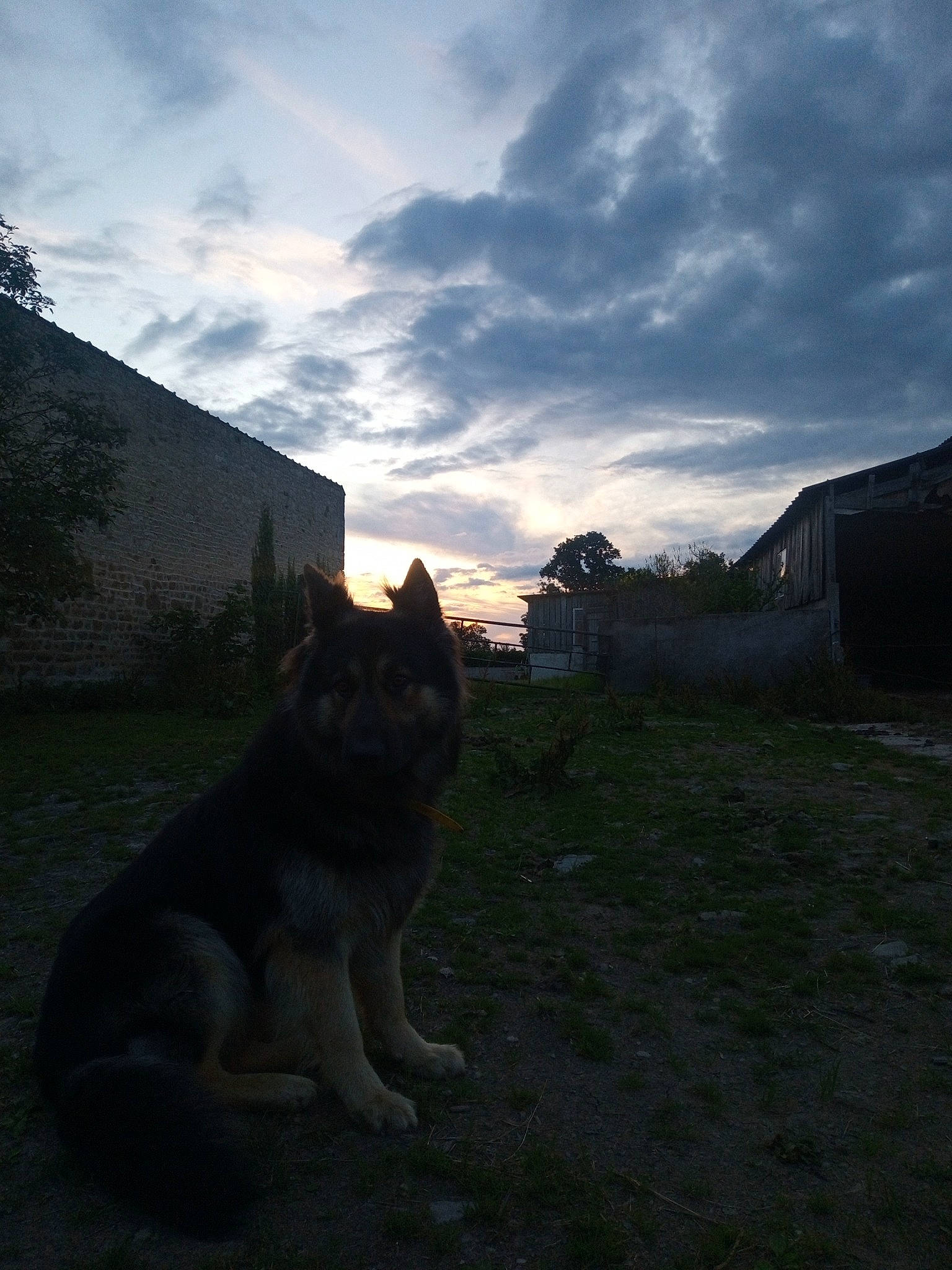 Ocelot a rejoint le concours — aidez-le/la à gagner de superbes lots ! atmosphere, carnivore, cloud, darkness, dusk, fawn, felidae, grass, landscape, plant, road, road_surface, sky, small_to_medium_sized_cats, snout, sunlight, tints_and_shades, tree, whiskers, wood
