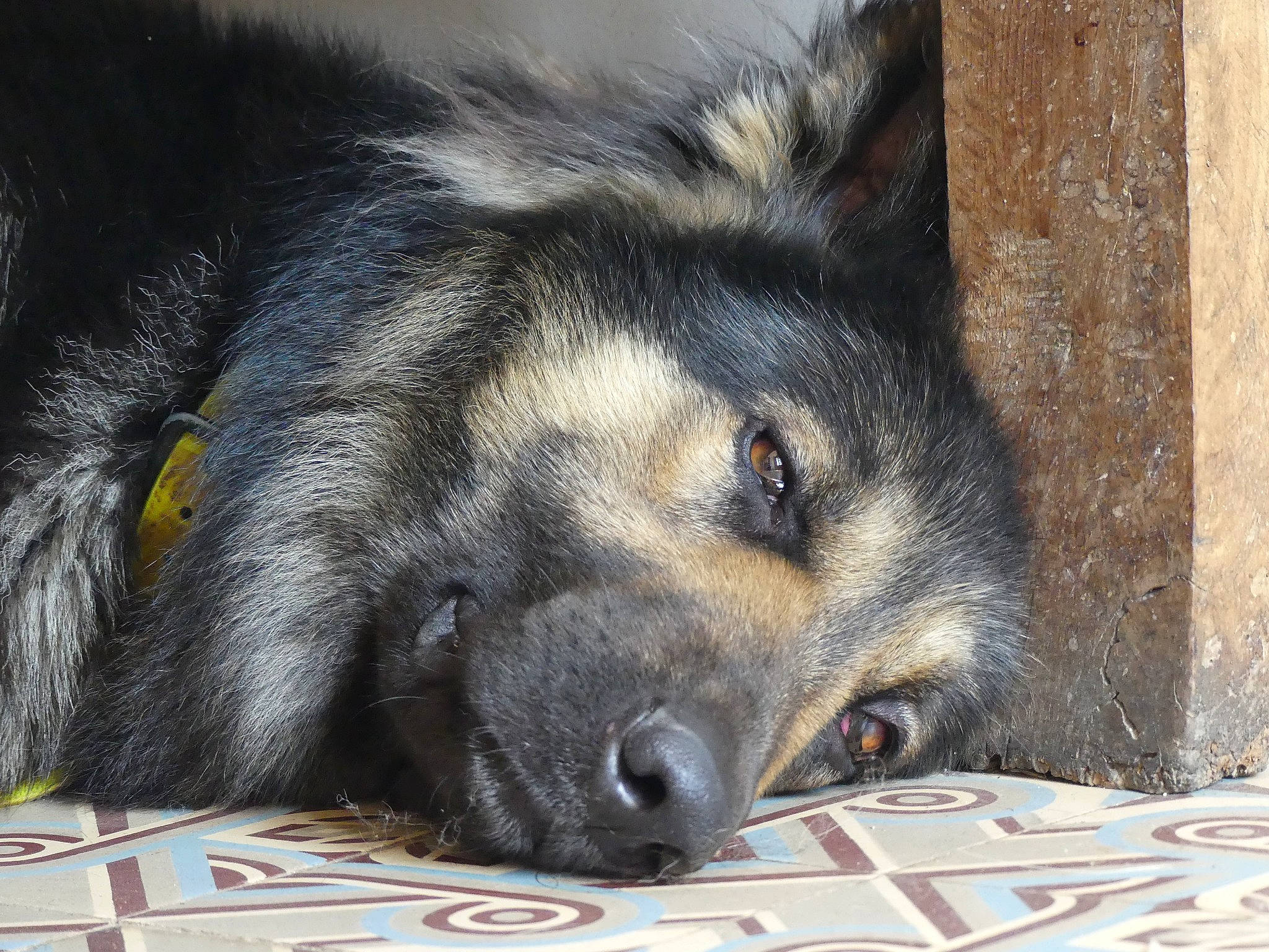 Ocelot participe au concours pour gagner de l'argent avec cette photo : ancient_dog_breeds, canidae, canis, carnivore, companion_dog, dog, dog_breed, dog_supply, fawn, fur, paw, puppy, snout, sporting_group, terrestrial_animal, whiskers, wildlife, window, working_dog
