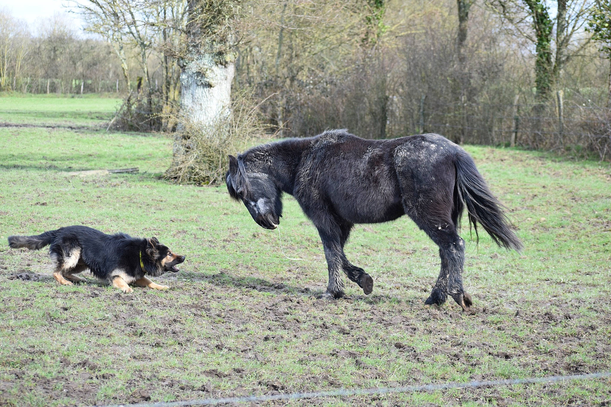 Ocelot a rejoint le concours — aidez-le/la à gagner de superbes lots ! dog_breed, grass, grassland, grazing, horse, landscape, livestock, mammal, mane, meadow, natural_landscape, pack_animal, pasture, plant, snout, tail, terrestrial_animal, tree, vertebrate, working_animal