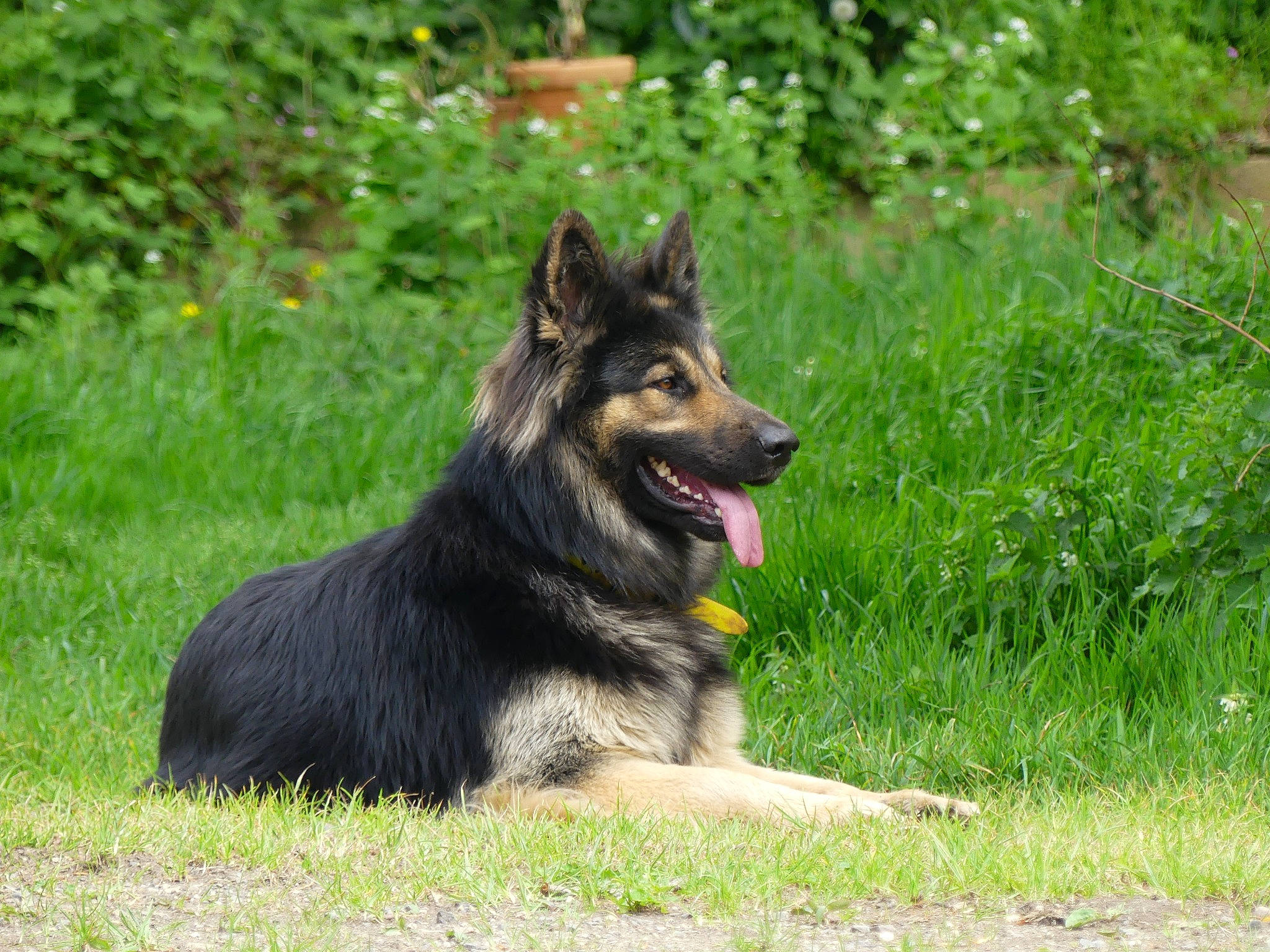 Ocelot a rejoint le concours — aidez-le/la à gagner de superbes lots ! canidae, carnivore, companion_dog, dog, dog_breed, grass, herding_dog, king_shepherd, plant, sporting_group, terrestrial_animal, working_animal, working_dog