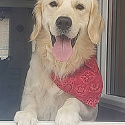 Ace a rejoint le concours — aidez-le/la à gagner de superbes lots ! dog, golden_retriever, bandana, pet, animal, tongue_out, window, happy, canine, fur, domestic_animal, friendly, cute, mammal, looking, indoor, portrait, playful, pet_accessory, smiling