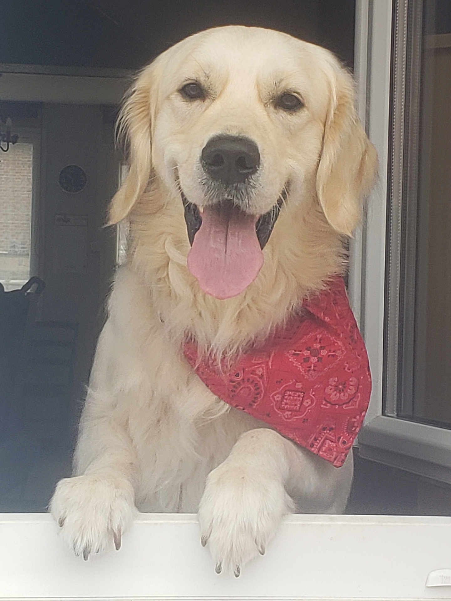 Ace a rejoint le concours — aidez-le/la à gagner de superbes lots ! dog, golden_retriever, bandana, pet, animal, tongue_out, window, happy, canine, fur, domestic_animal, friendly, cute, mammal, looking, indoor, portrait, playful, pet_accessory, smiling