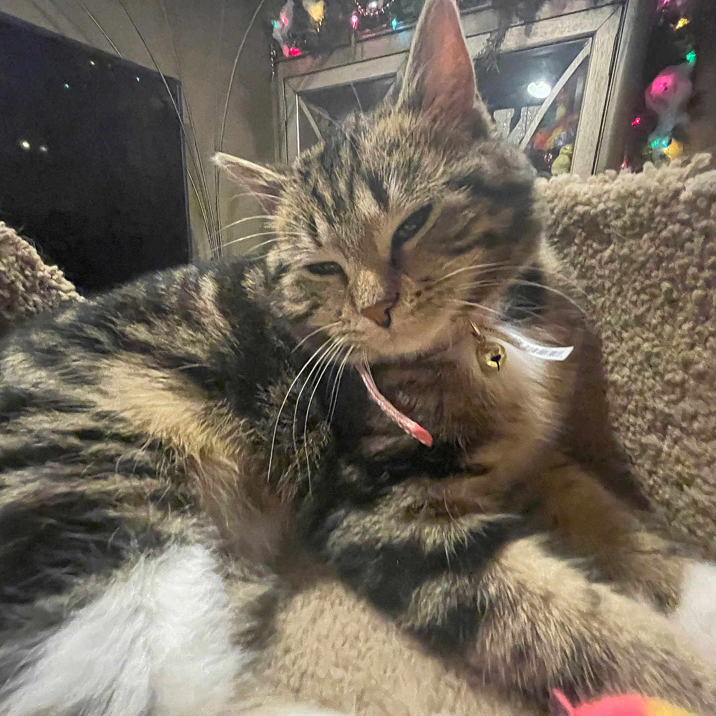 Tilly is registered to the contest to win money with this photo: abyssinian, accessories, animal, architecture, bodypart, building, cat, couch, electronics, furniture, indoors, kitten, lighting, livingroom, manx, mouth, person, pet, room, tongue