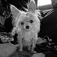 Tinkerbell is registered to the contest to win money with this photo: dog, small_dog, cute, fur, ears, pet, animal, indoors, sofa, blanket, clothing, window, light, curious, portrait, furry, domestic, companion, messy, black_and_white