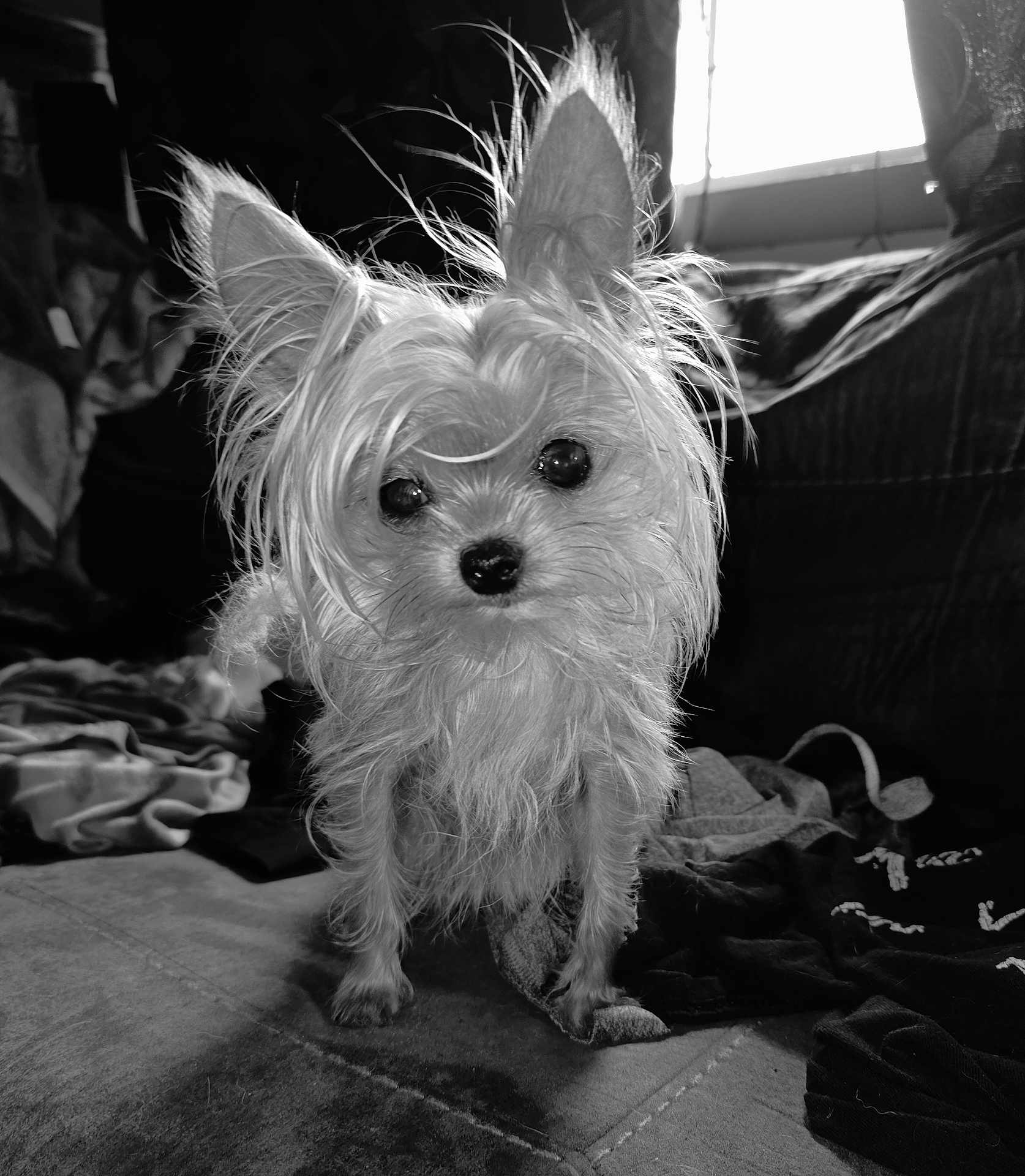 Tinkerbell