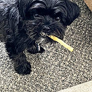 Pippi is registered to the contest to win money with this photo: animal, black_dog, canine, carpet, chew_stick, chewing, collar, companion, cute, dog, domestic, floor, fur, indoor, looking_up, mischievous, pet, playful, small_dog, toy