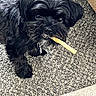 animal, black_dog, canine, carpet, chew_stick, chewing, collar, companion, cute, dog, domestic, floor, fur, indoor, looking_up, mischievous, pet, playful, small_dog, toy