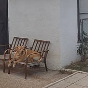 Romulus is registered to the contest to win money with this photo: animal, backyard, bench, canine, daytime, dog, fence, grass, house, nature, outdoor, patio, pet, quiet, relaxed, resting, seat, tile_floor, white_wall, wooden_bench