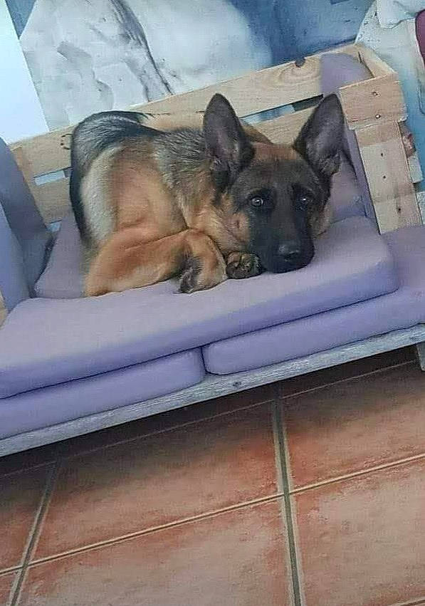 Mayka a rejoint le concours — aidez-le/la à gagner de superbes lots ! belgian_shepherd_malinois, canidae, carnivore, comfort, companion_dog, dog, dog_breed, dog_supply, east_european_shepherd, fawn, fur, german_shepherd_dog, herding_dog, king_shepherd, old_german_shepherd_dog, paw, snout, sporting_group, tervuren, working_dog