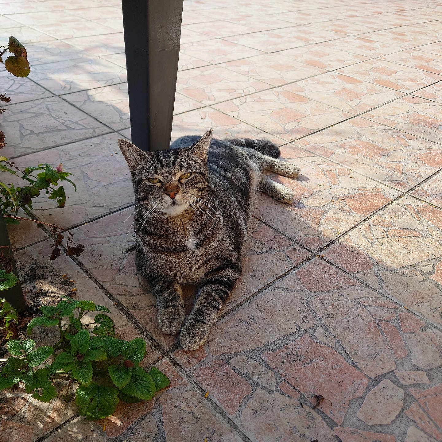 Zénon a rejoint le concours — aidez-le/la à gagner de superbes lots ! animal, cat, daylight, feline, greenery, nature, outdoor, patterned_fur, peaceful, pet, plant, relaxed, resting, shadow, sunlight, sunny, tabby_cat, table_leg, tile_floor, whiskers