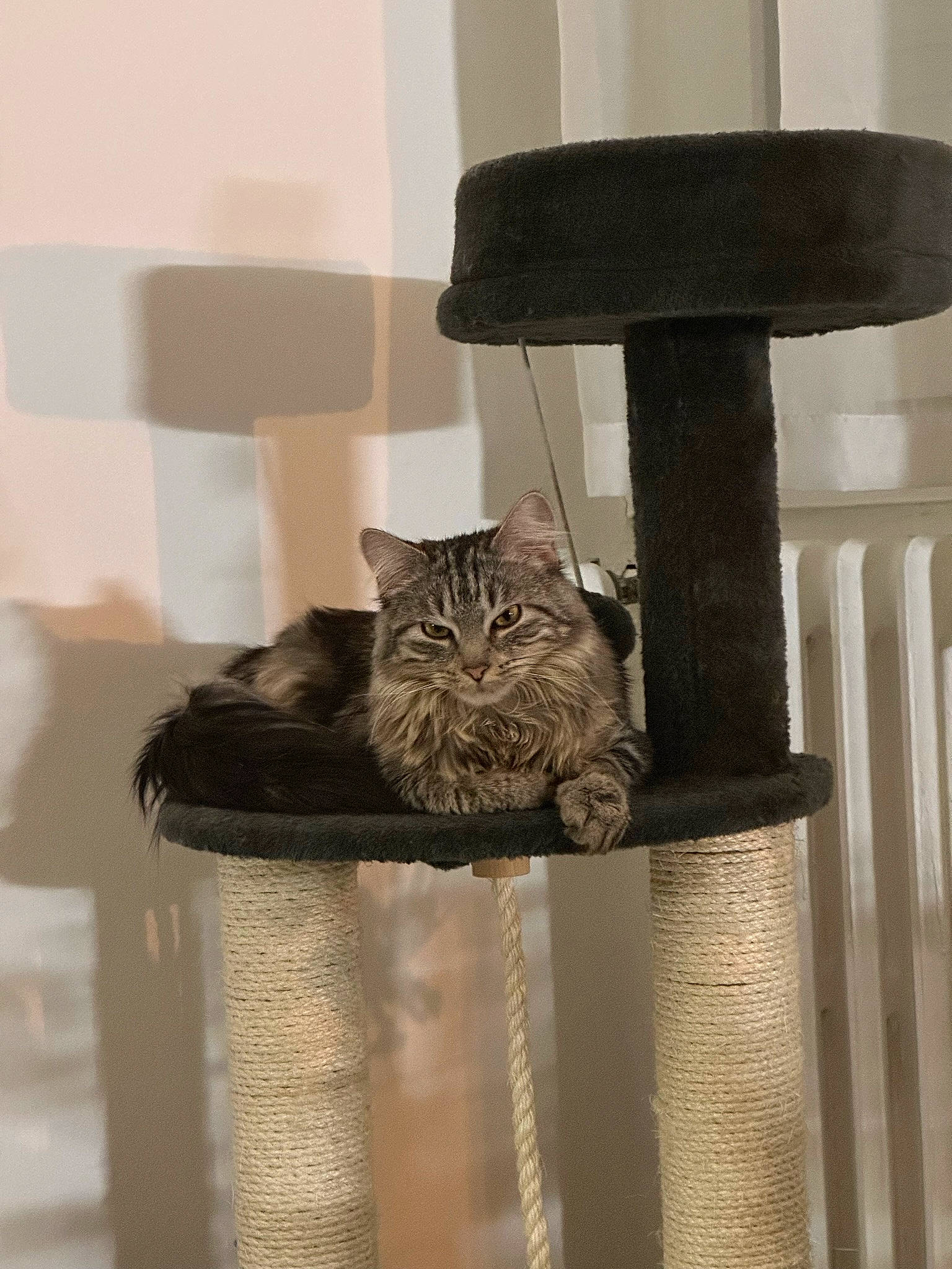 Pollen a rejoint le concours — aidez-le/la à gagner de superbes lots ! carnivore, cat, cat_supply, domestic_short_haired_cat, felidae, fur, grey, hardwood, metal, pedestal, pet_supply, room, small_to_medium_sized_cats, still_life_photography, tail, whiskers, wood