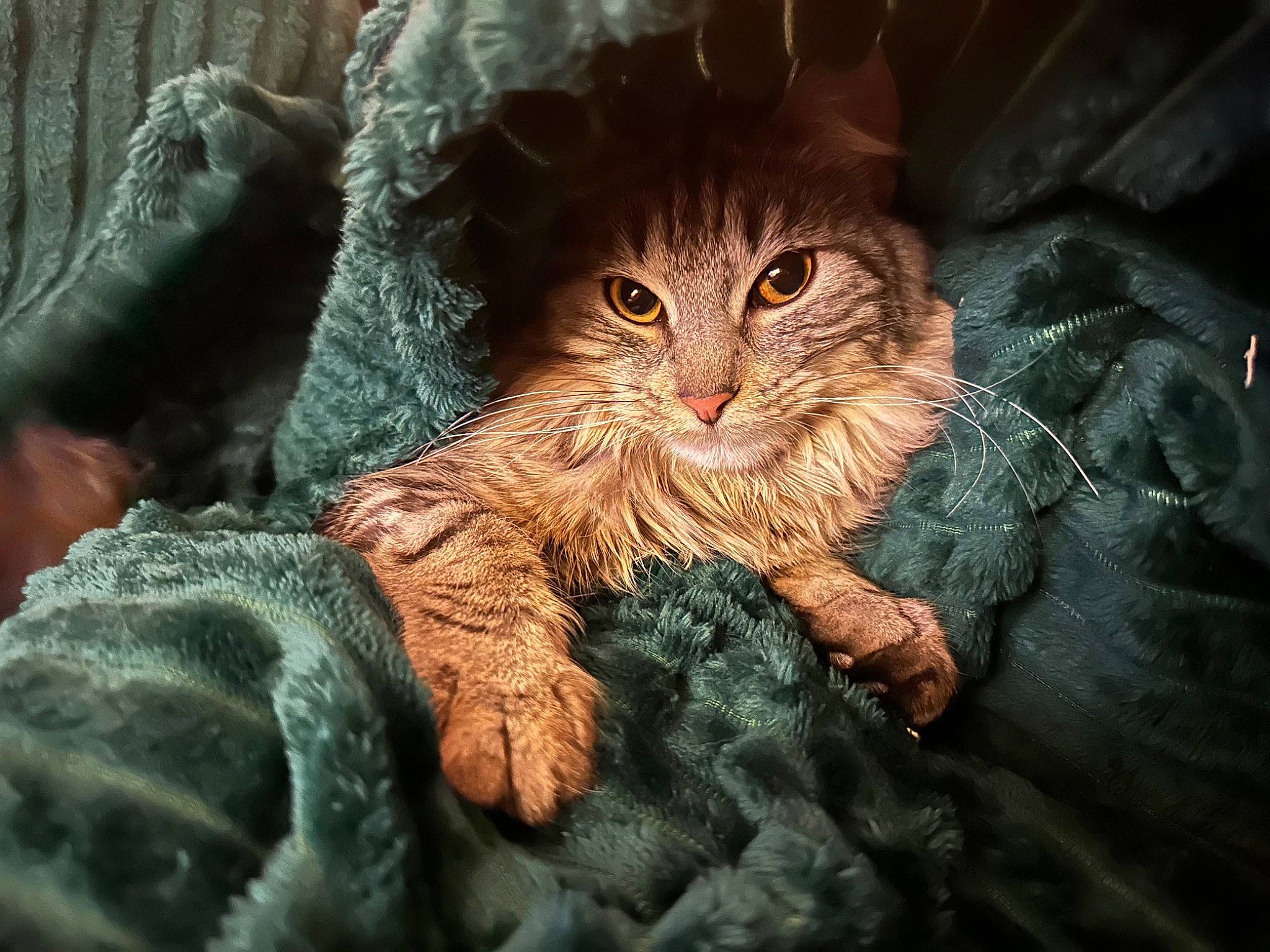 Pollen participe au concours pour gagner de l'argent avec cette photo : carnivore, cat, claw, close_up, darkness, domestic_short_haired_cat, eye, fawn, felidae, fur, grass, hat, pattern, plant, small_to_medium_sized_cats, terrestrial_animal, tree, whiskers, wildlife