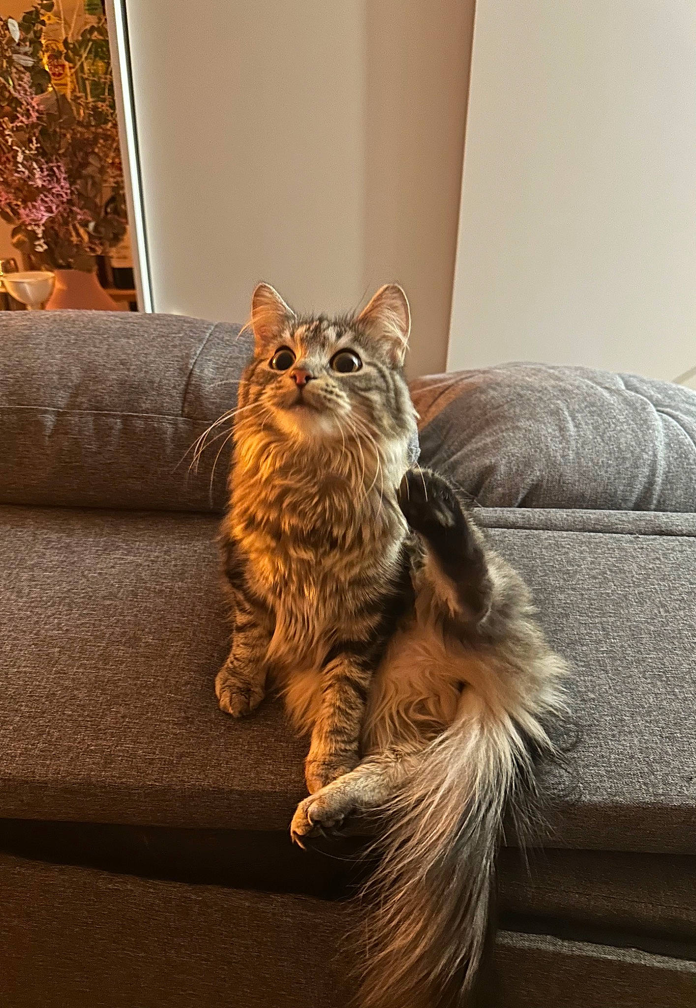 Pollen participe au concours pour gagner de l'argent avec cette photo : carnivore, cat, comfort, couch, domestic_short_haired_cat, felidae, floor, flooring, fur, furniture, grey, hardwood, human_leg, living_room, plant, small_to_medium_sized_cats, tail, whiskers, window, wood