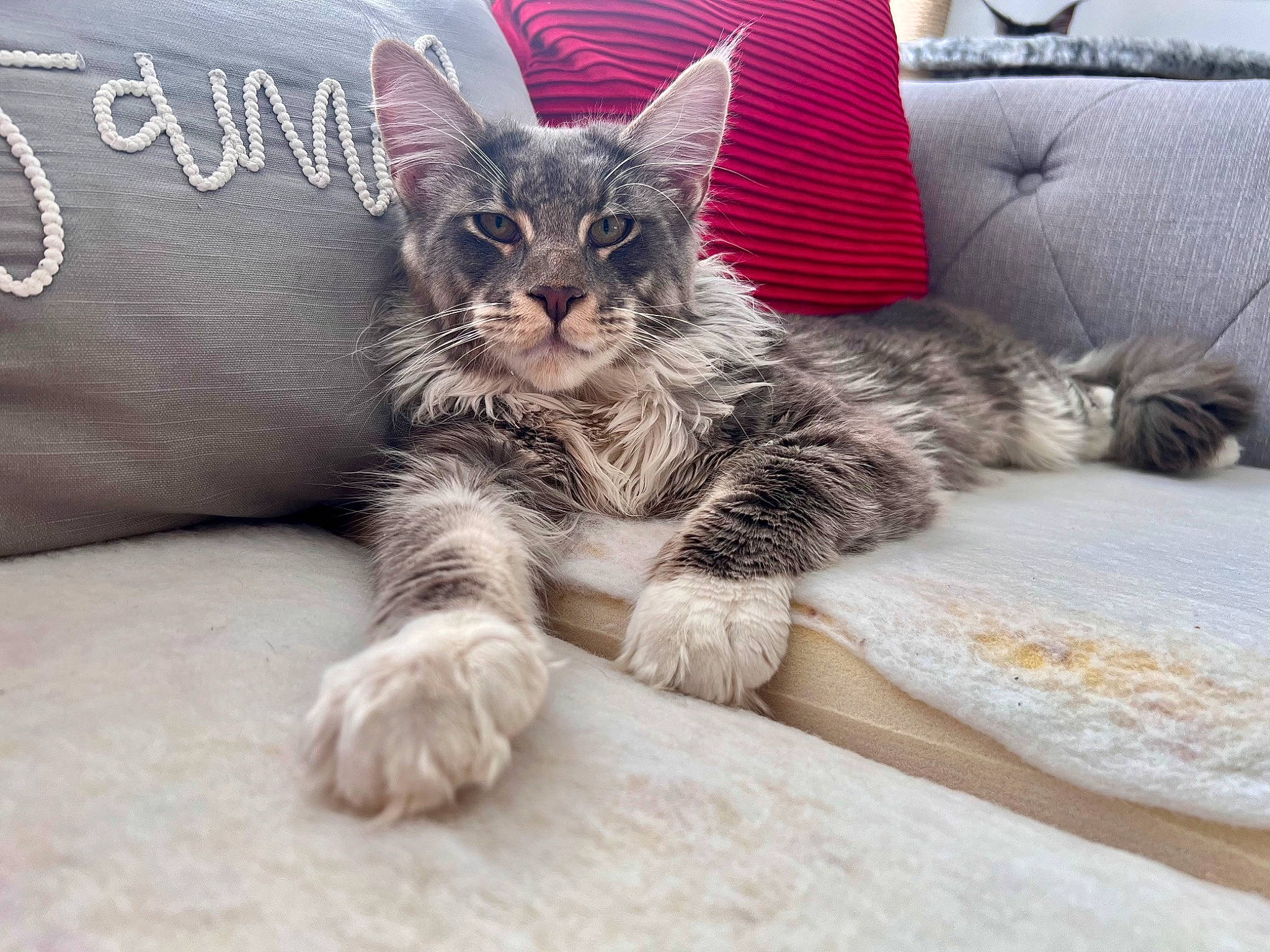 Cairo is registered to the contest to win money with this photo: bed, carnivore, cat, claw, comfort, couch, domestic_short_haired_cat, eye, felidae, fur, grey, nap, paw, sitting, small_to_medium_sized_cats, snout, tail, whiskers