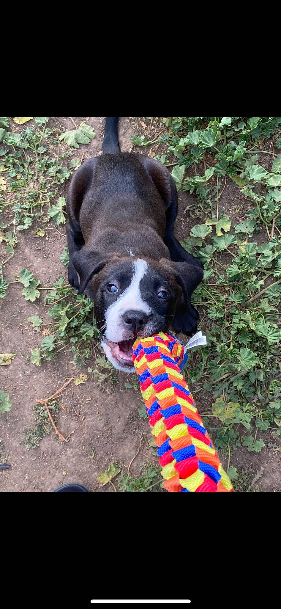 Faye joined the competition — help win amazing prizes! canidae, carnivore, collar, companion_dog, dog, dog_breed, dog_collar, dog_supply, fawn, grass, leash, pattern, pet_supply, plant, snout, sporting_group, tail, terrestrial_animal, whiskers, working_animal