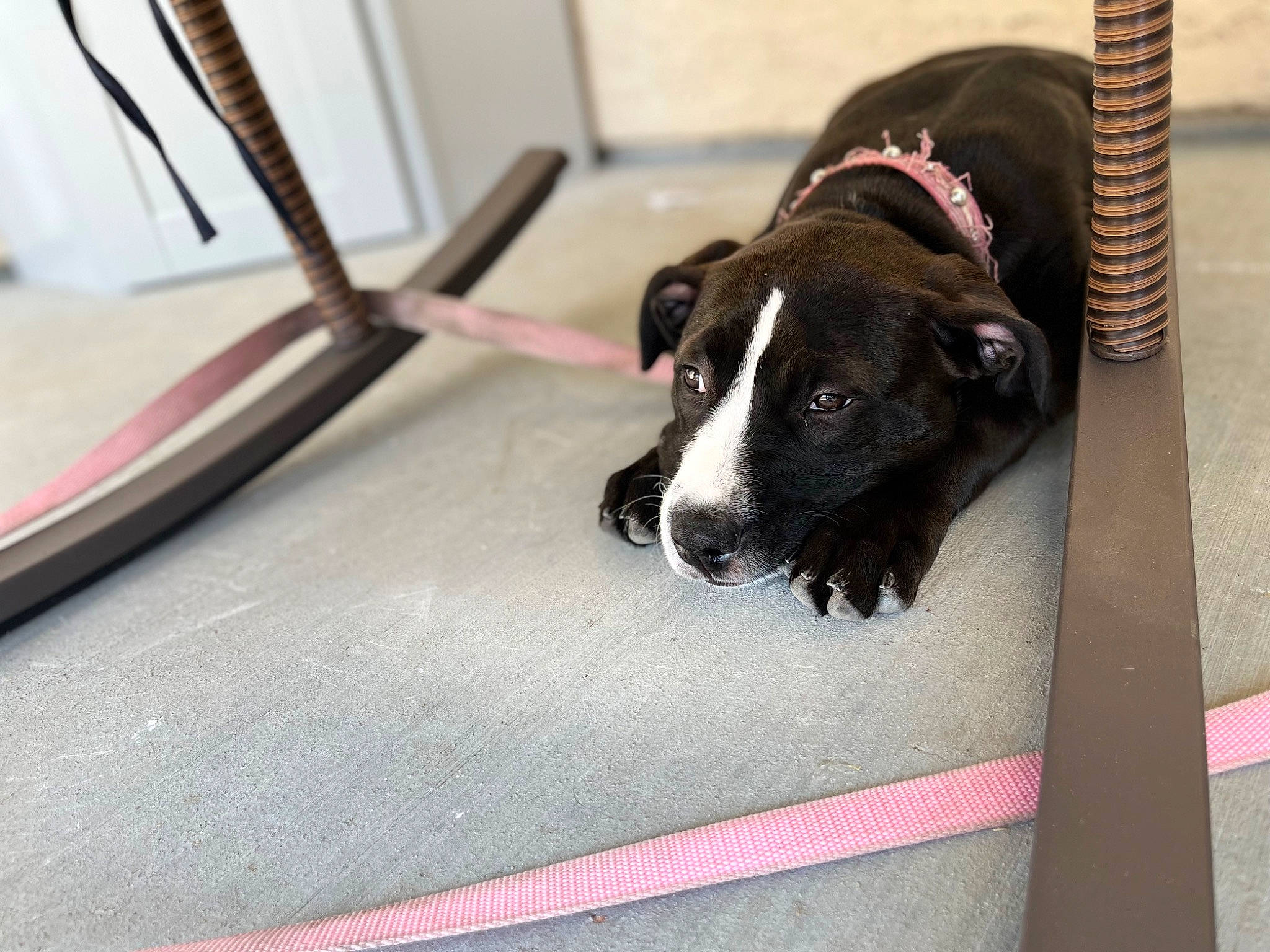 Faye joined the competition — help win amazing prizes! borador, canidae, carmine, carnivore, collar, companion_dog, dog, dog_breed, dog_collar, dog_supply, fawn, flooring, guard_dog, leash, pet_supply, sporting_group, whiskers, wood, working_animal, working_dog