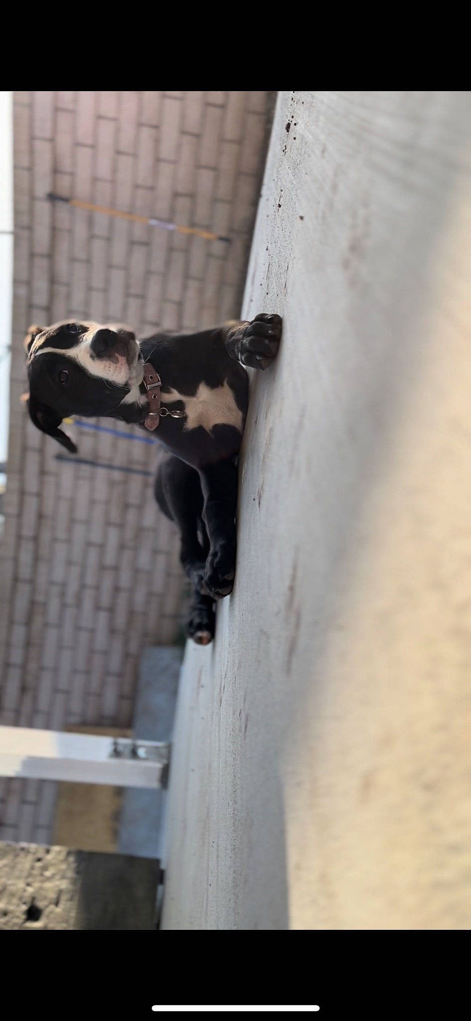 Faye is registered to the contest to win money with this photo: art, canidae, concrete, door, metal, pet_supply, sculpture, shadow, snout, sporting_group, street_fashion, tail, terrestrial_animal, water, wildlife, wood