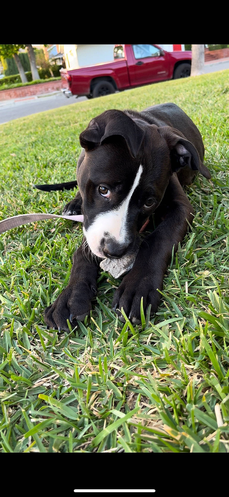 Faye joined the competition — help win amazing prizes! borador, canidae, carnivore, collar, companion_dog, dog, dog_breed, dog_collar, fawn, grass, groundcover, lawn, plant, tail, terrestrial_animal, tire, vehicle, wheel, whiskers, working_animal