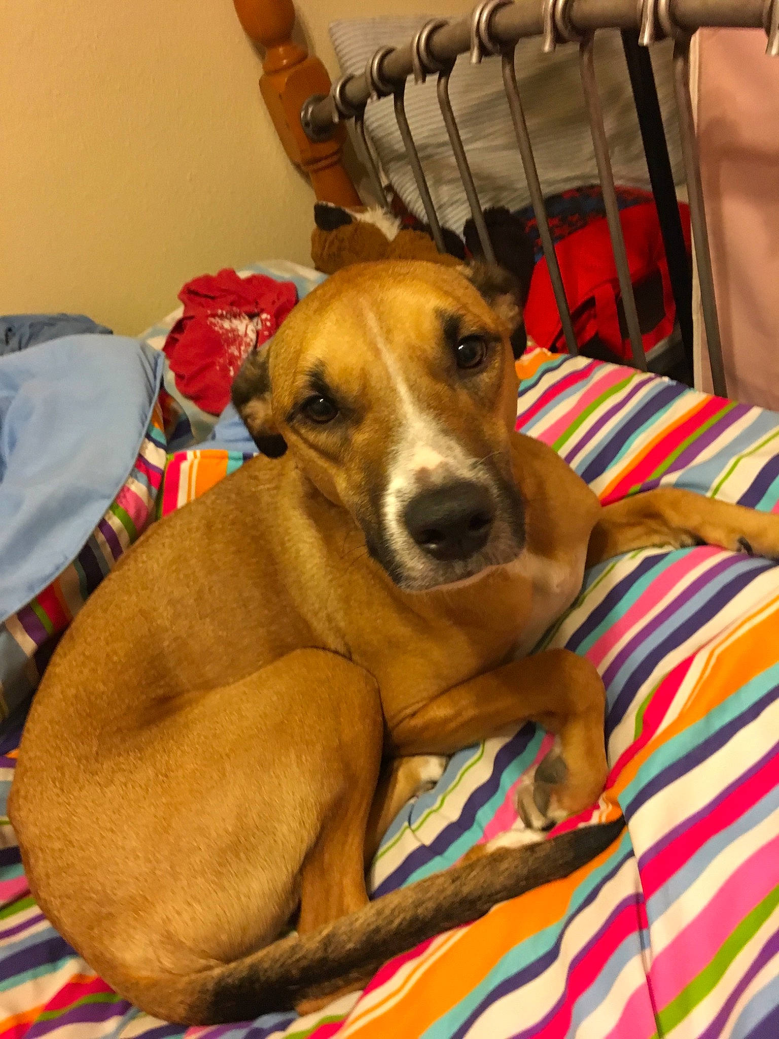 Thor is registered to the contest to win money with this photo: azawakh, black_mouth_cur, canidae, carnivore, carolina_dog, dog, dog_breed, fawn, mammal, pariah_dog, rhodesian_ridgeback, snout, vertebrate