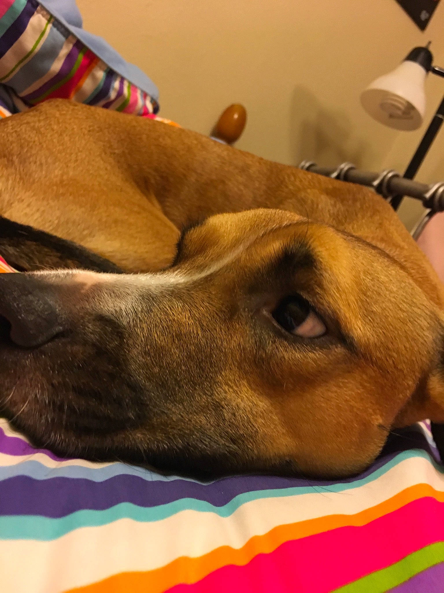 Thor joined the competition — help win amazing prizes! azawakh, canidae, carnivore, dachshund, dog, dog_breed, ear, fawn, mammal, rhodesian_ridgeback, snout, sporting_group, vizsla, weimaraner