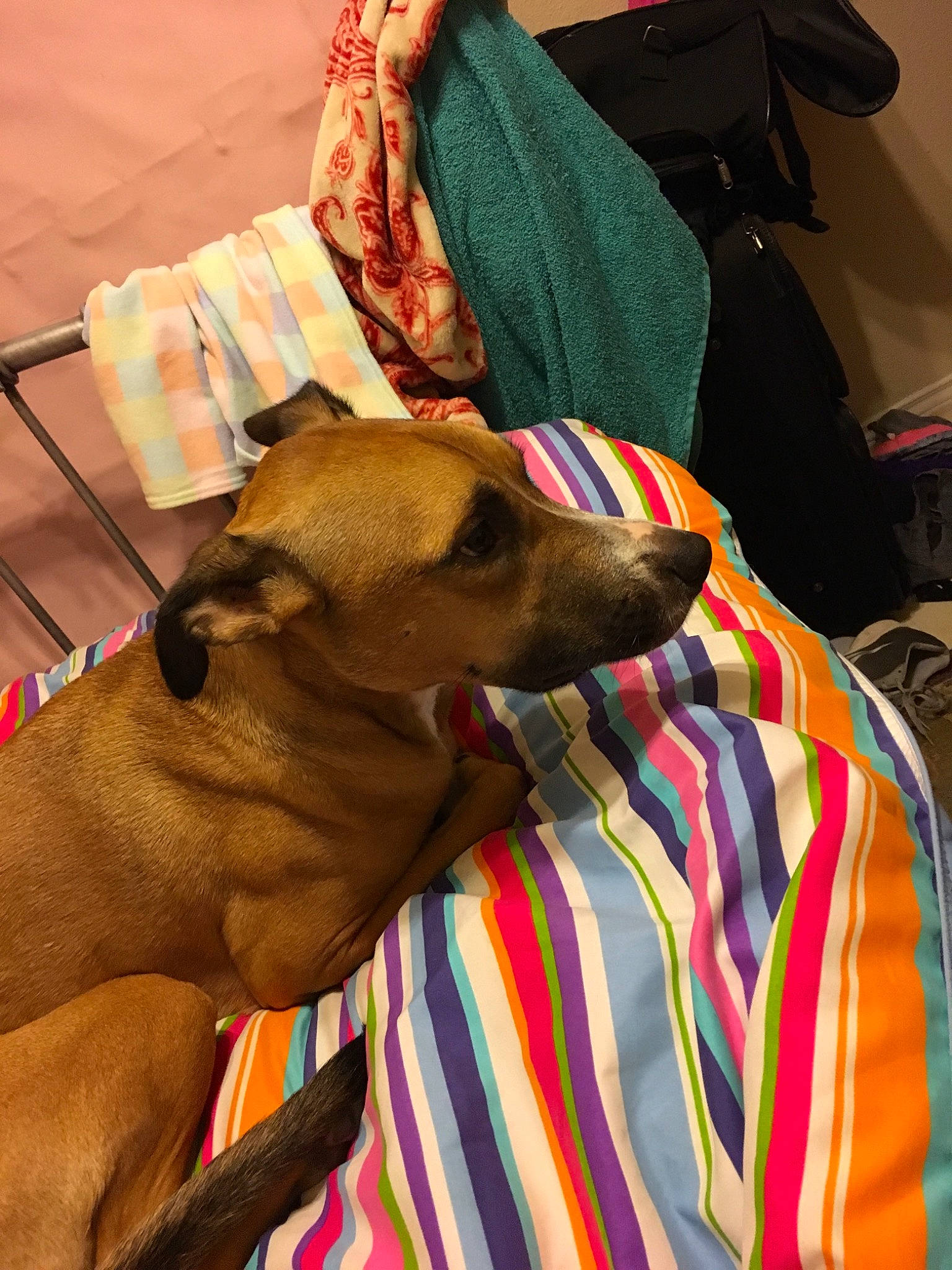 Thor is registered to the contest to win money with this photo: azawakh, canidae, carnivore, dog, dog_breed, fawn, italian_greyhound, mammal, rhodesian_ridgeback, sighthound, snout