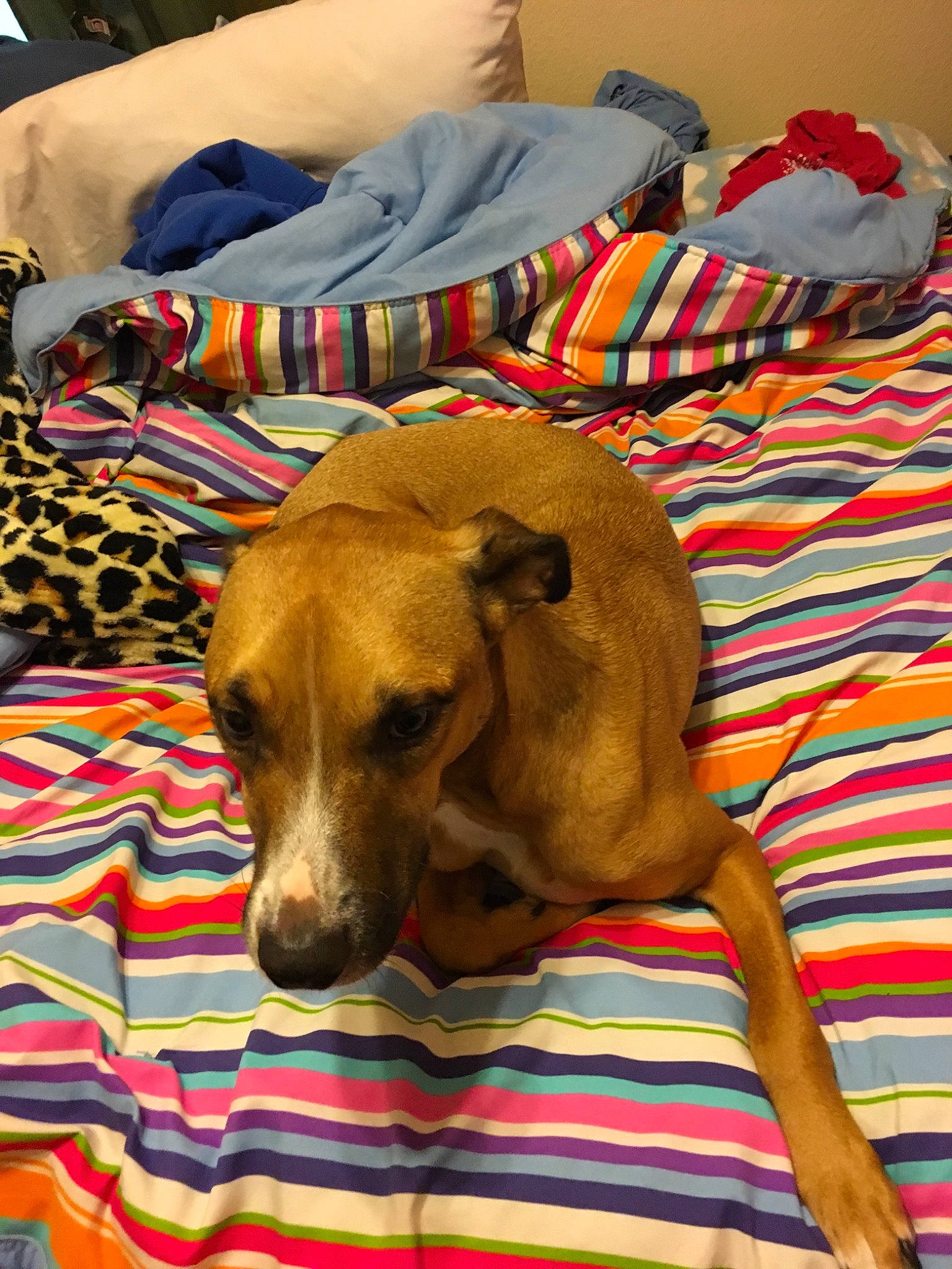 Thor joined the competition — help win amazing prizes! azawakh, canidae, carnivore, dog, dog_bed, dog_breed, fawn, furniture, greyhound, italian_greyhound, lurcher, mammal, snout, whippet