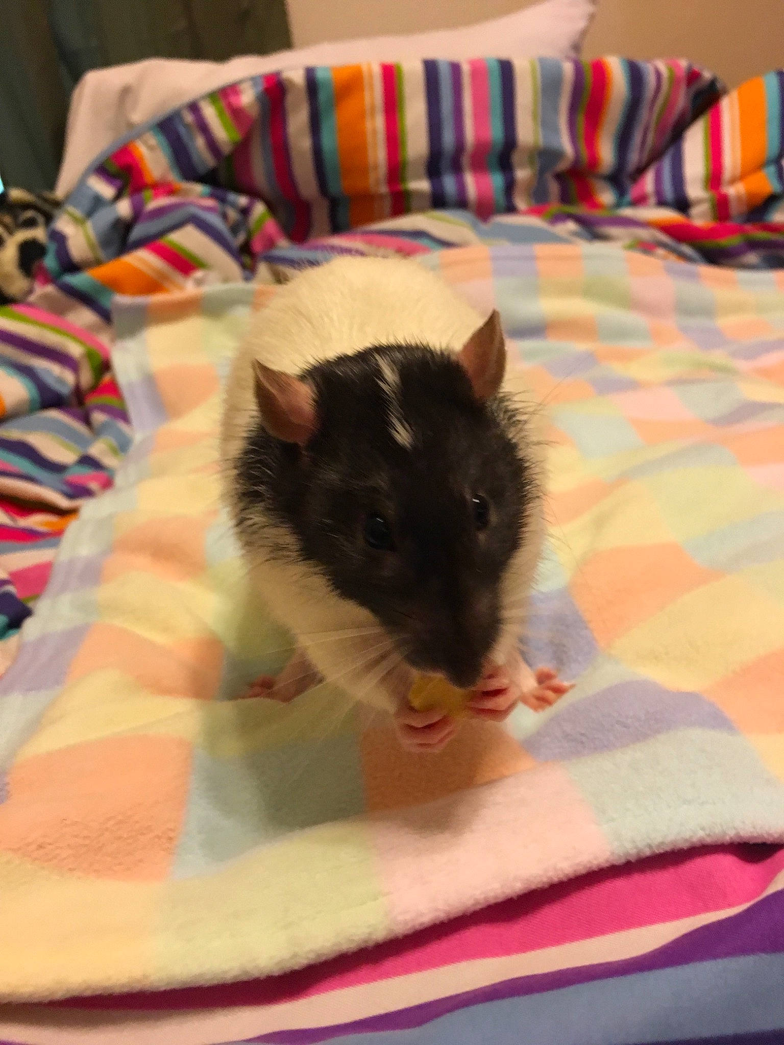 Domino is registered to the contest to win money with this photo: bed, degu, fawn, fur, furniture, gerbil, hamster, linens, mammal, mouse, muridae, muroidea, pest, rat, rodent, tail, whiskers