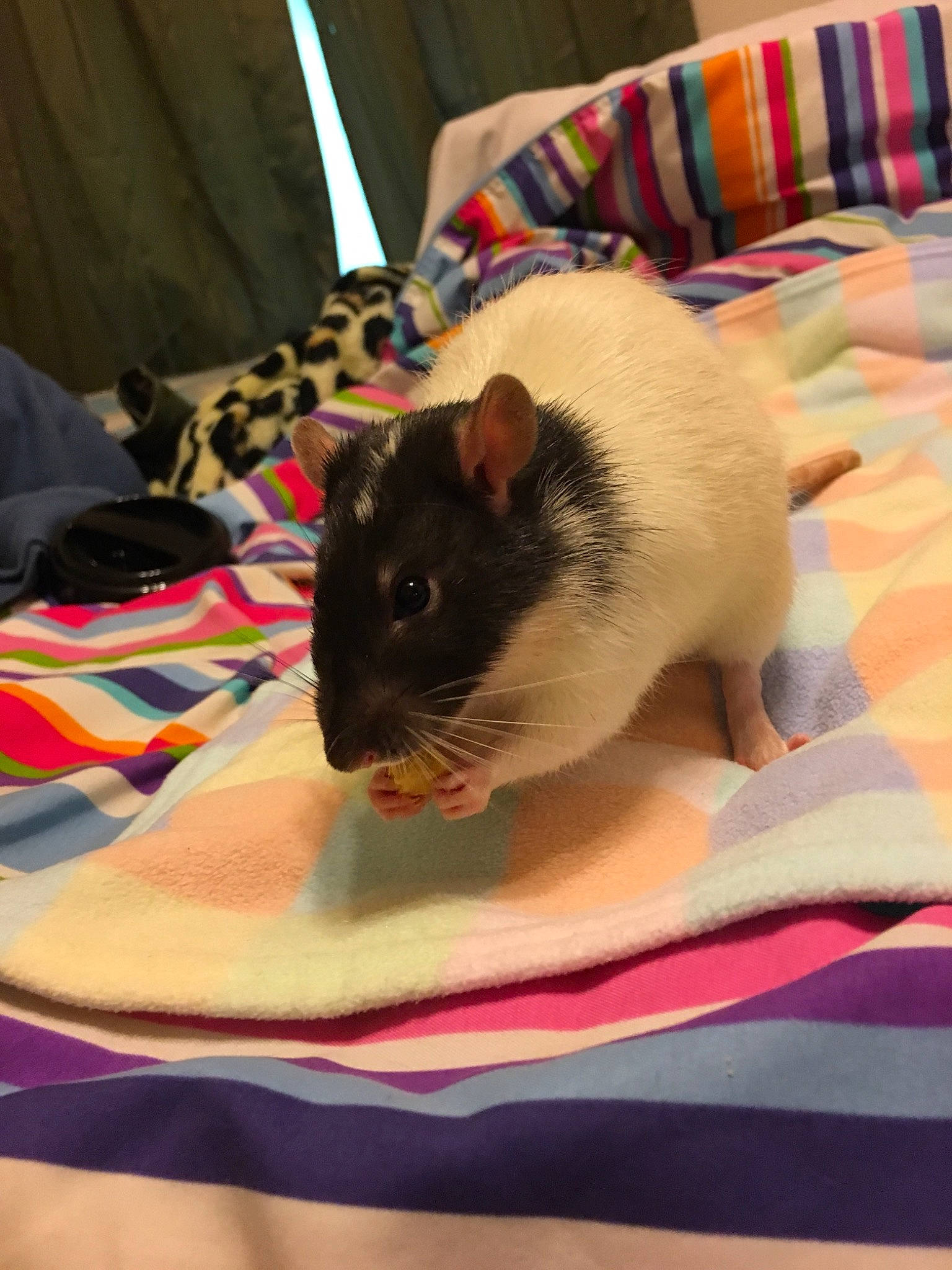 Domino is registered to the contest to win money with this photo: chinchilla, degu, dormouse, fawn, gerbil, guinea_pig, hamster, linens, mammal, mouse, muridae, muroidea, pest, rat, rodent, snout, whiskers