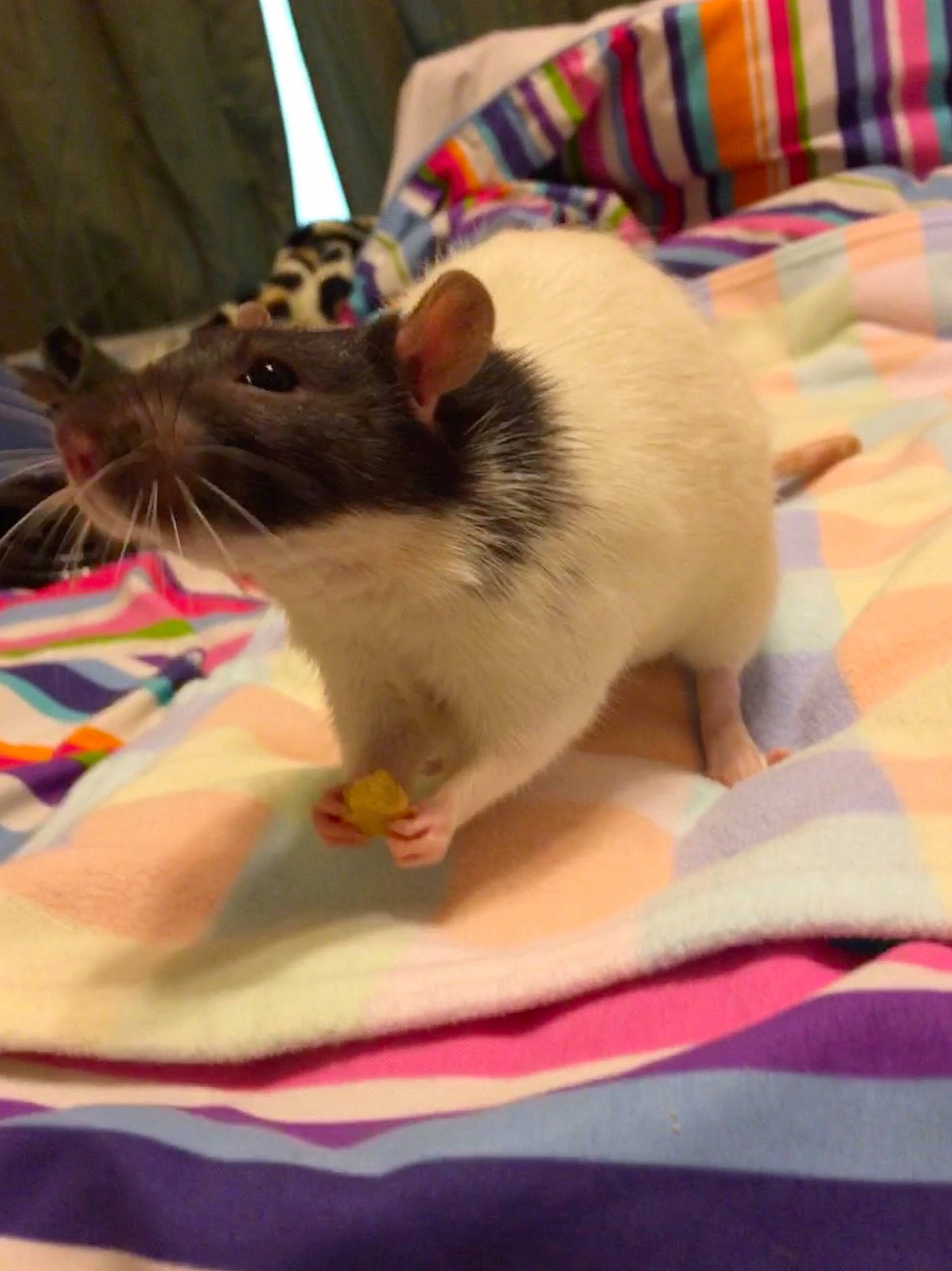 Domino is registered to the contest to win money with this photo: degu, fawn, gerbil, guinea_pig, hamster, mammal, mouse, muridae, muroidea, pest, rat, rodent, whiskers