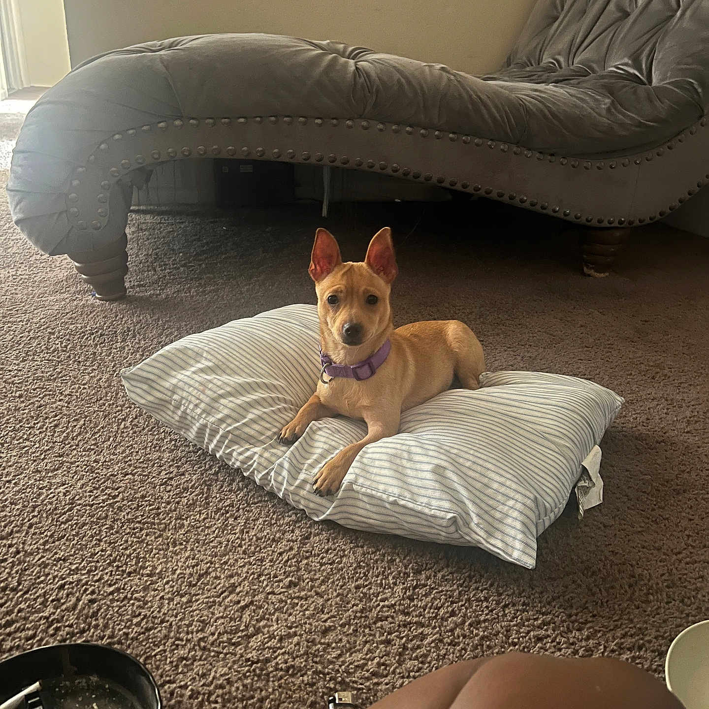 Clay joined the competition — help win amazing prizes! ashtray, carpet, chaise_lounge, cigarette_butts, collar, couch, dog, ears, furniture, home, indoor, legs, light, pet, pillow, relaxing, resting, shadow, striped, tan