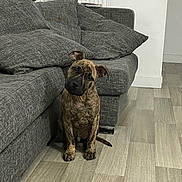 Aïko participe au concours pour gagner de l'argent avec cette photo : dog, puppy, brindle, couch, gray, living_room, floor, wood_floor, pet, cute, indoor, sitting, head_tilt, furniture, cozy, canine, animal, home, domestic, curious