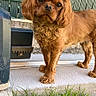 Naika participe au concours pour gagner de l'argent avec cette photo : dog, small_dog, brown_fur, fluffy, long_ears, standing, outdoor, doorstep, concrete, steps, grass, garden, metal_railing, portrait, pet, canine, looking_at_camera, full_body, daylight, serious_expression