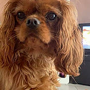 Naika a rejoint le concours — aidez-le/la à gagner de superbes lots ! dog, cavalier_king_charles_spaniel, spaniel, pet, brown_fur, long_ears, fluffy, small_dog, portrait, close_up, indoors, home, desk, computer, tile_floor, orange_toy, seated, looking_at_camera, cute, serious_expression
