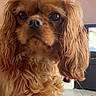 dog, cavalier_king_charles_spaniel, spaniel, pet, brown_fur, long_ears, fluffy, small_dog, portrait, close_up, indoors, home, desk, computer, tile_floor, orange_toy, seated, looking_at_camera, cute, serious_expression