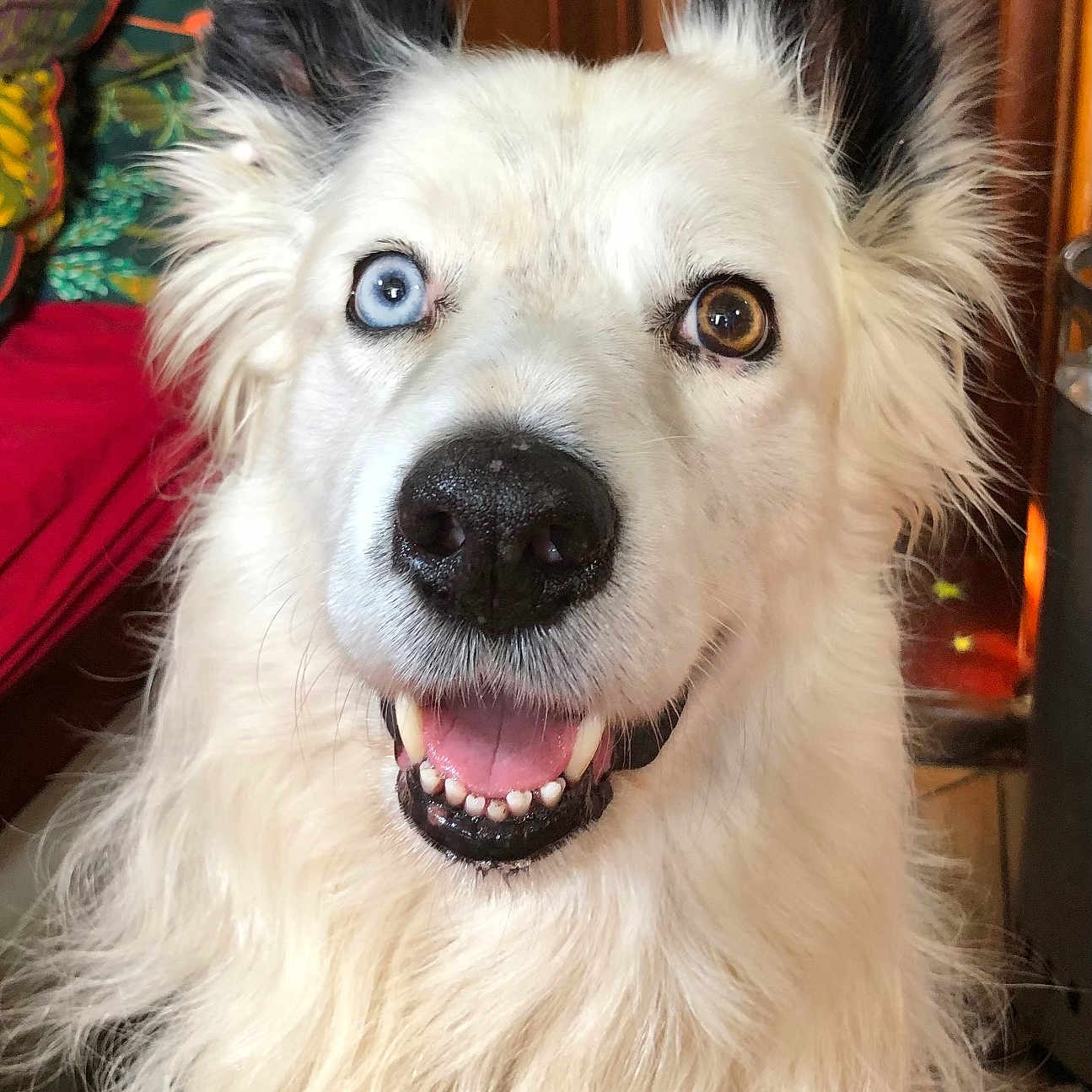 Mushu participe au concours pour gagner de l'argent avec cette photo : animal, blue_eye, brown_eye, canine, close_up, cute, dog, domestic_animal, ears, face, fluffy, fur, happy, heterochromia, indoor, nose, pet, portrait, smiling, teeth