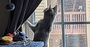 Lilac joined the competition — help win amazing prizes! animal, cat, cat_tree, contemplation, cozy, curious, curtain, feline, gray_cat, home, indoor, mesh_screen, natural_light, pet, pom_pom, quiet, standing, toy, vertical, window