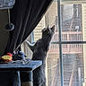animal, cat, cat_tree, contemplation, cozy, curious, curtain, feline, gray_cat, home, indoor, mesh_screen, natural_light, pet, pom_pom, quiet, standing, toy, vertical, window
